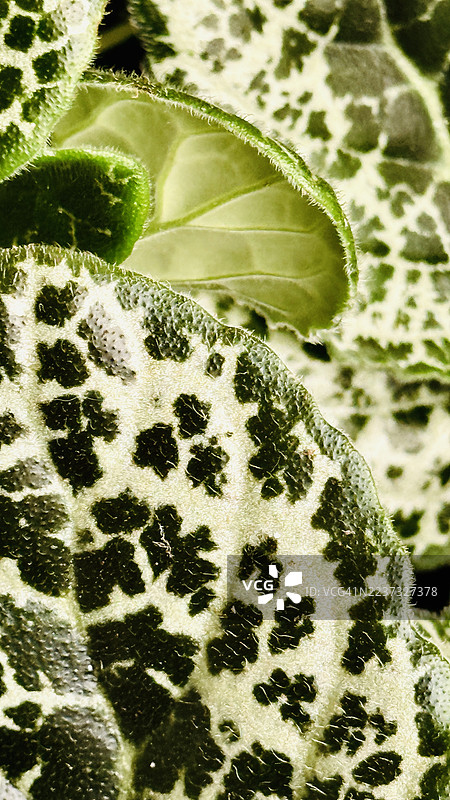 奶蓟植物（Silybum marianum）叶子的特写图片素材