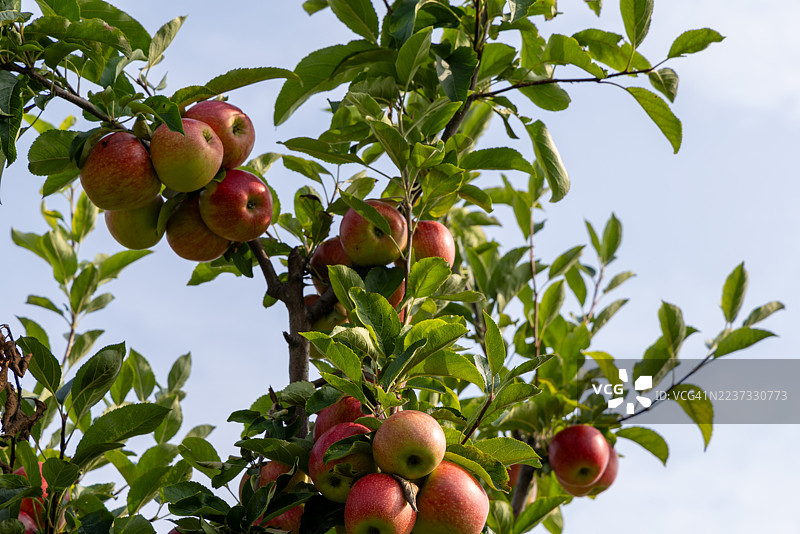 一棵结满果实的苹果树图片素材