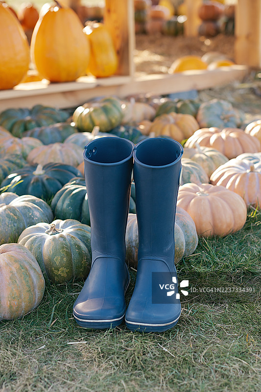 季节性装饰，更多的南瓜，强调秋季氛围。丰收的时节，非常适合与南瓜采摘和秋季庆祝活动相关的主题。图片素材