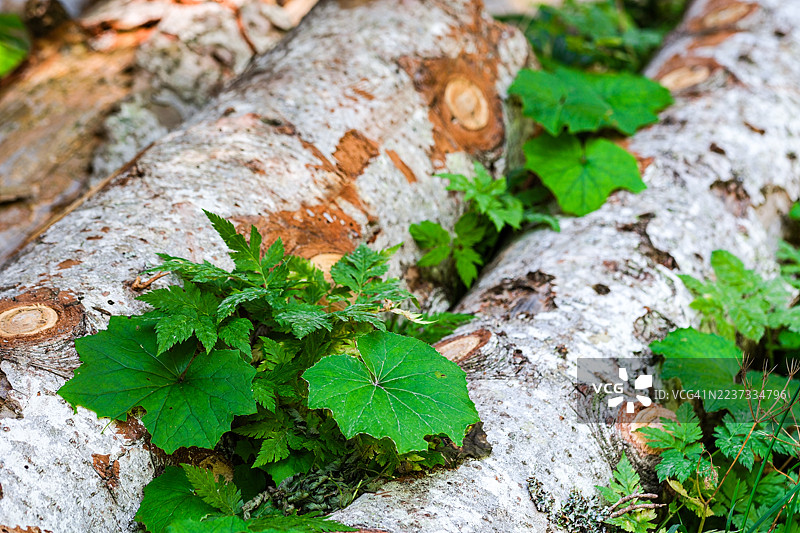 新生：被砍伐的原木上的绿色植物图片素材
