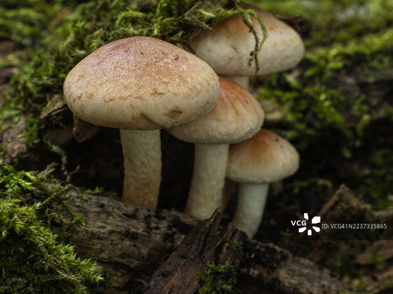 倒下的树木，点缀着苔藓和蘑菇，特写摄影研究 #2图片素材