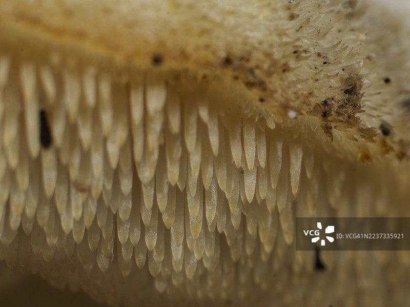 奇特的蘑菇，特写，研究1图片素材