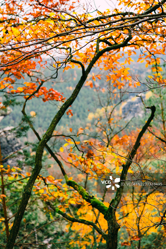 秋季森林景色，苔藓覆盖的树枝俯瞰悬崖，鲜艳的橙色树叶在埃尔贝砂岩山脉，萨克森瑞士国家公园，德国图片素材