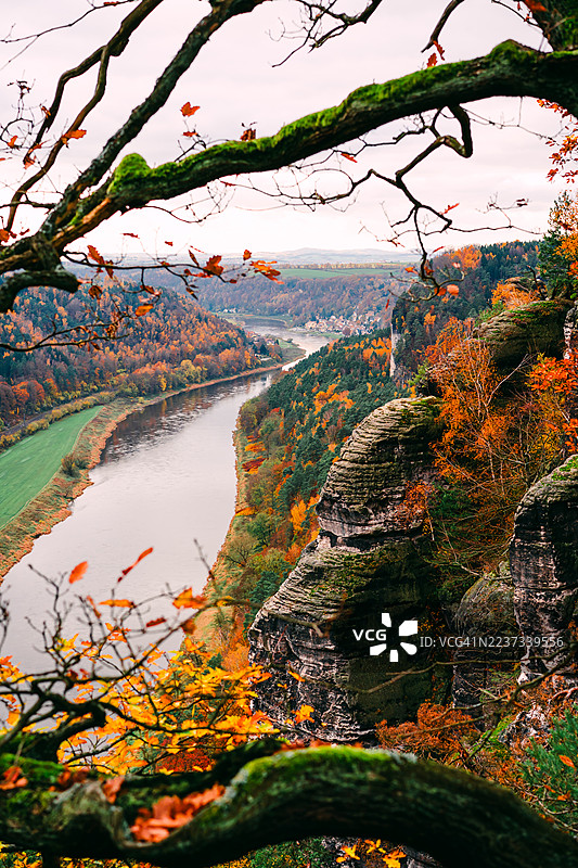 秋季森林景色，苔藓覆盖的树枝俯瞰悬崖，鲜艳的橙色树叶在埃尔贝 sandstone 山脉，萨克森瑞士国家公园，德国图片素材