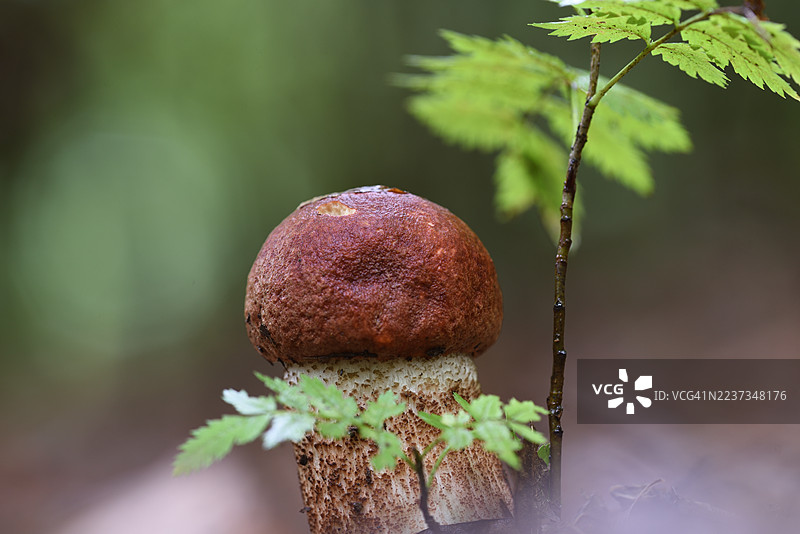 Leccinum图片素材