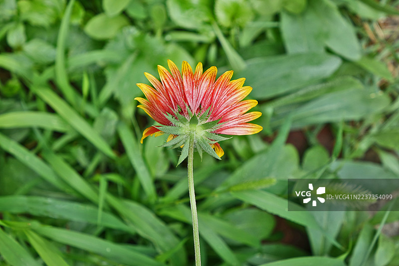 染料金鸡菊花，寄生植物花的背面，韩国，京畿道，金浦市图片素材