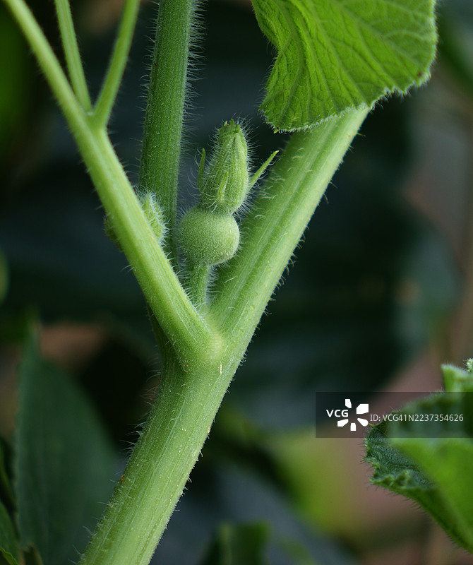 年轻且未成熟的南瓜花图片素材