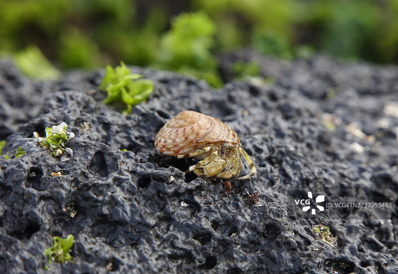寄居蟹图片素材
