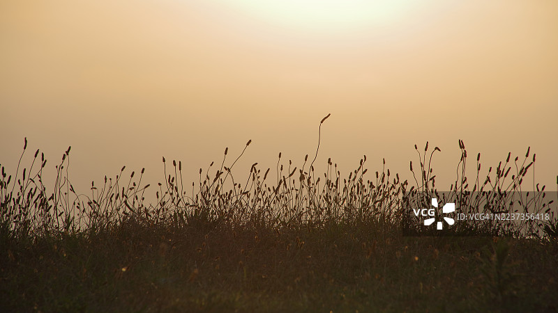 茂盛的莎草在沙丘上生长图片素材