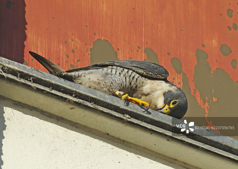 游隼 [Falco peregrinus]图片素材