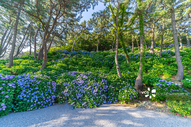 南部面，巨济市，Sugok公园图片素材