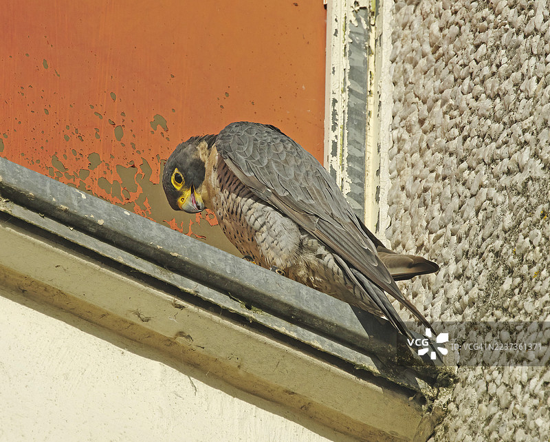 游隼 [Falco peregrinus]图片素材