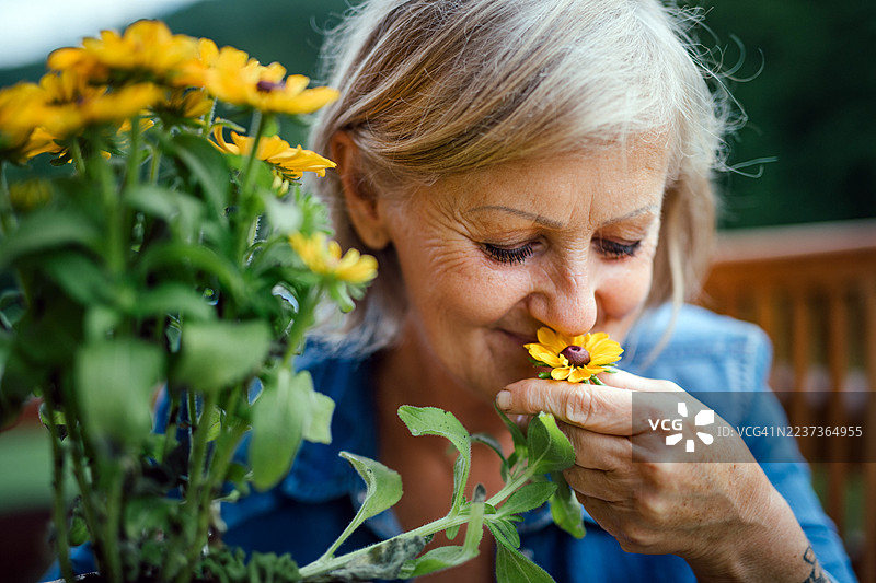 一位年长的女性园丁正在闻黄色的花朵。图片素材