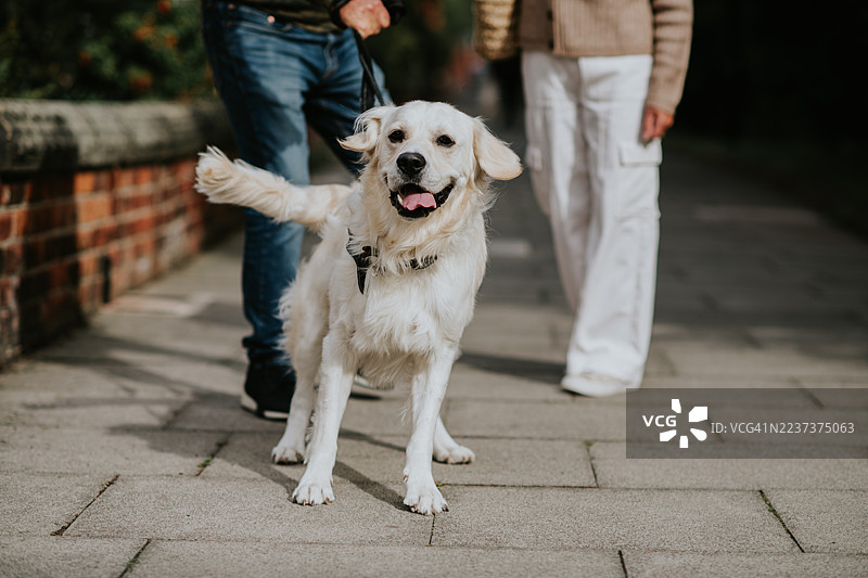 一对情侣在阳光明媚的日子里，带着他们的金毛猎犬在社区公园散步。图片素材