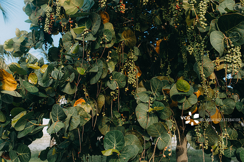 海葡萄的叶子和一串串小果实密密麻麻地覆盖在树枝上图片素材