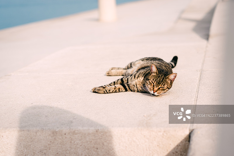 克罗地亚扎达海滨步道上，一只平静的猫在阳光下放松图片素材