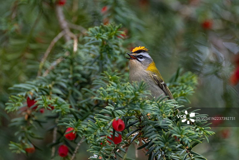 美丽的普通火冠鸟（Regulus ignicapilla），欧洲最小的鸟，拥有橙色的冠羽。图片素材