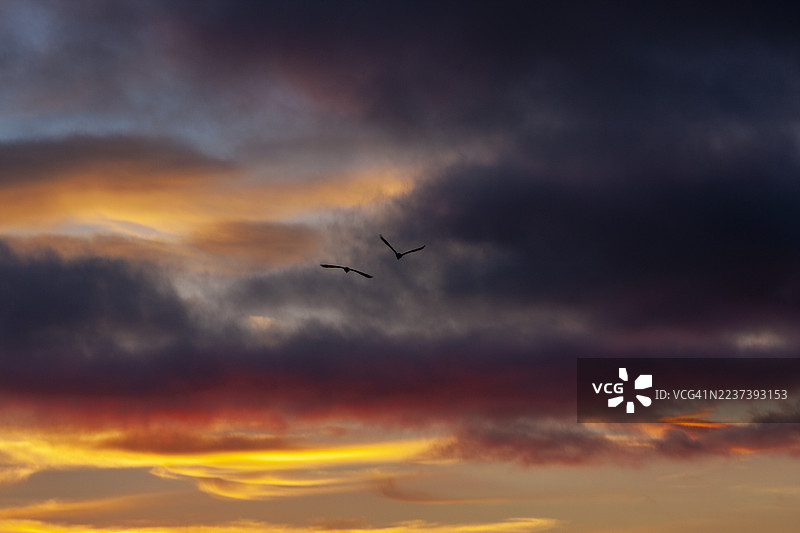 两只鸟在戏剧性的多云日落天空下形成剪影，展示出鲜艳的橙色、红色和紫色。图片素材