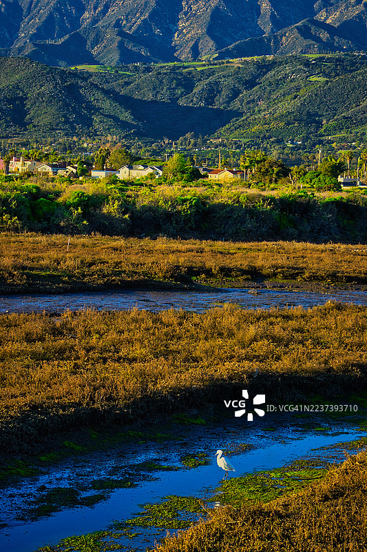 宁静的湿地景观，狭窄溪流中有一只大白鹭，背景是连绵的山丘和远处的房屋，天空晴朗。图片素材