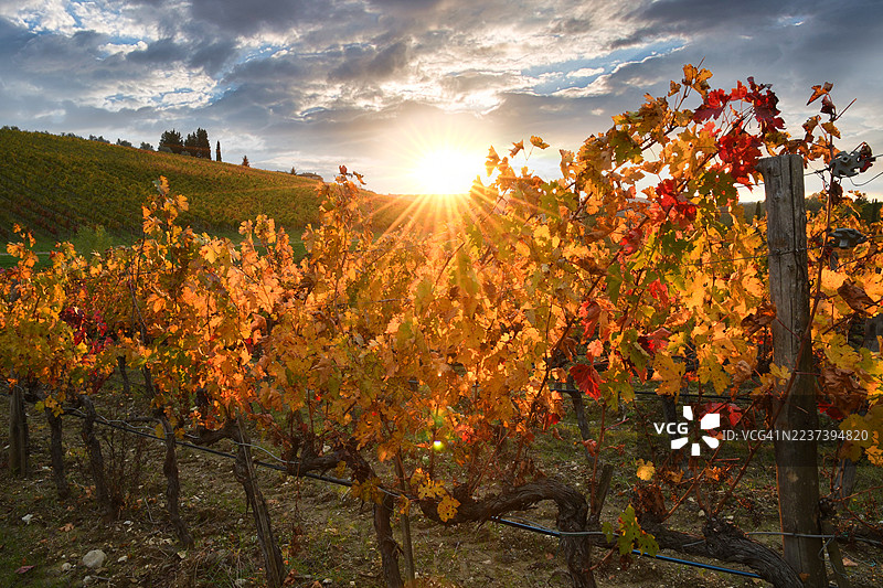 金色时段的阳光照亮了风景如画的葡萄园中的秋季葡萄藤，意大利基安蒂格雷韦。图片素材