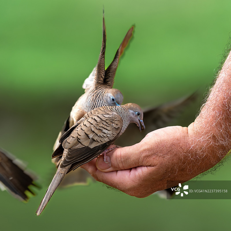 特写镜头，一只人手正在喂食两只斑鸠，展示了人与野生动物的互动。图片素材