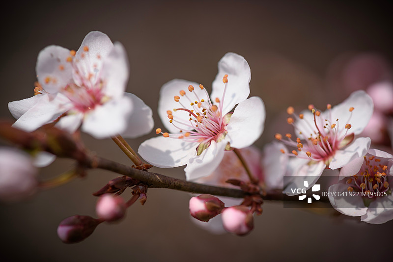 特写镜头下柔焦的娇嫩樱花和花蕾，象征着春天和新的开始图片素材