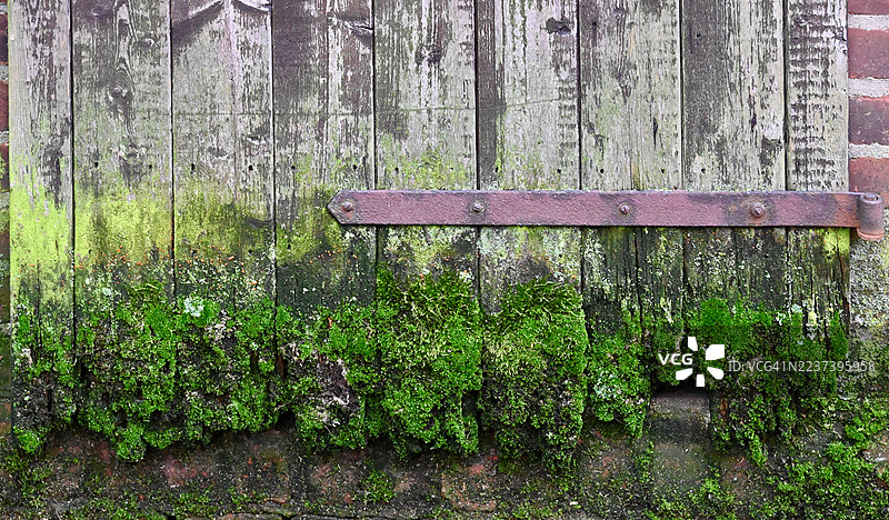 特写镜头：充满活力的绿色苔藓和地衣生长在古老、饱经风霜的木栅栏上，上面还有一个生锈的金属合页。图片素材