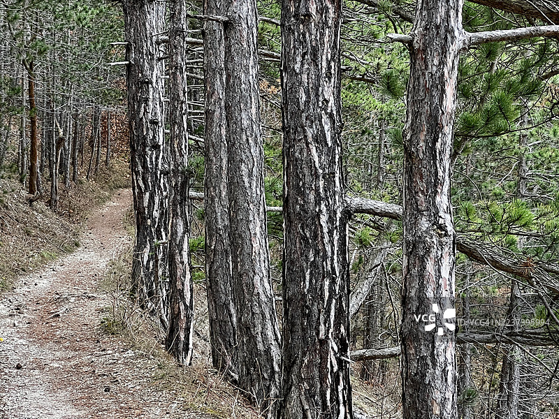一条蜿蜒的土路穿过茂密的松树林，高大的树干排列在路旁，德国耶拿，An der Diebeskrippe（盗贼摇篮）图片素材