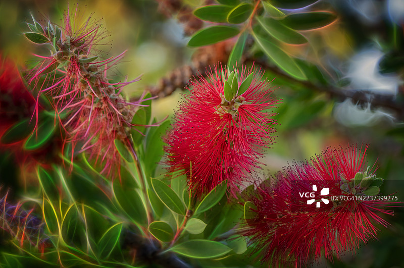 色彩鲜艳的红色瓶刷花和绿色叶子特写，带有柔和的发光效果图片素材