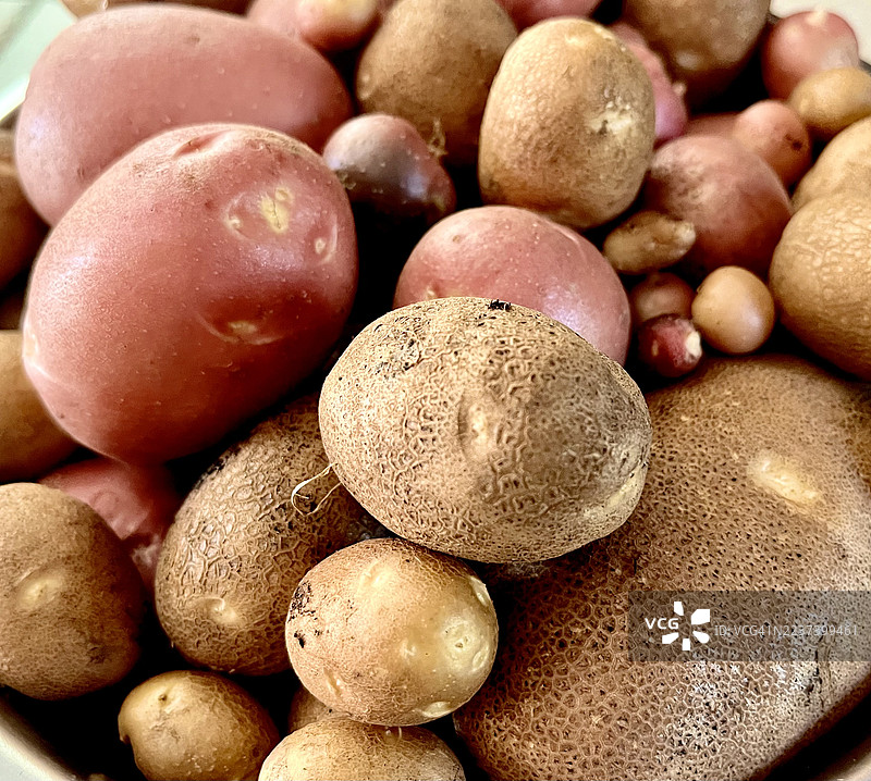 各种新鲜土豆的特写，包括红色和褐皮土豆，展示了它们自然的纹理和颜色图片素材