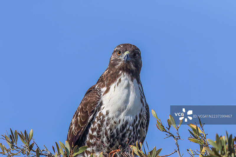一只雄伟的鹰栖息在树枝上，背景是湛蓝的天空，它正直视镜头。图片素材