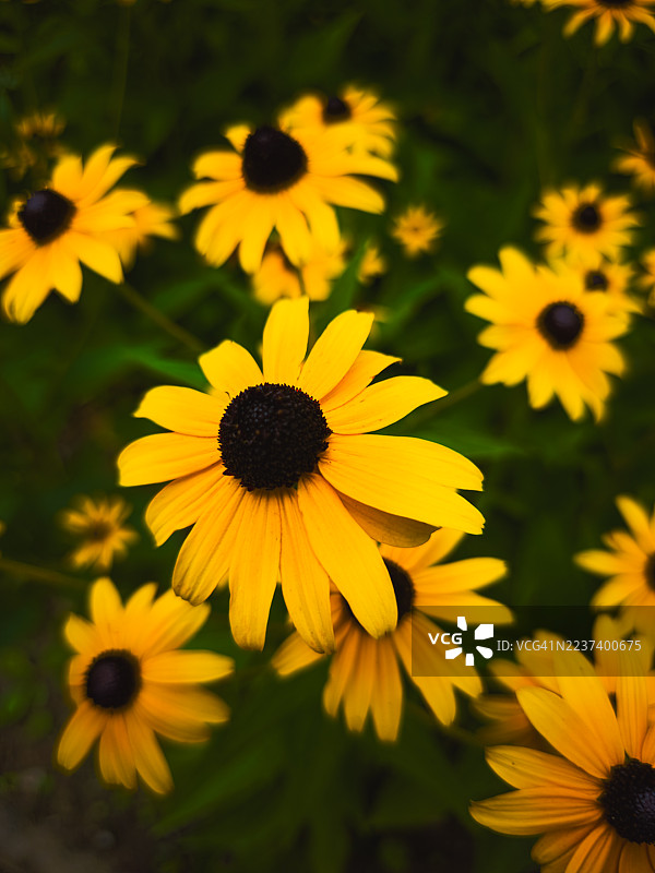 花园中鲜艳的黄色黑眼苏珊花特写，展示了它们精美的细节和自然之美图片素材