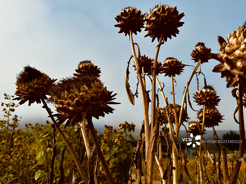 田野里盛开的干枯植物特写，背景是明亮的蓝天，唤起了对自然循环的感受。图片素材