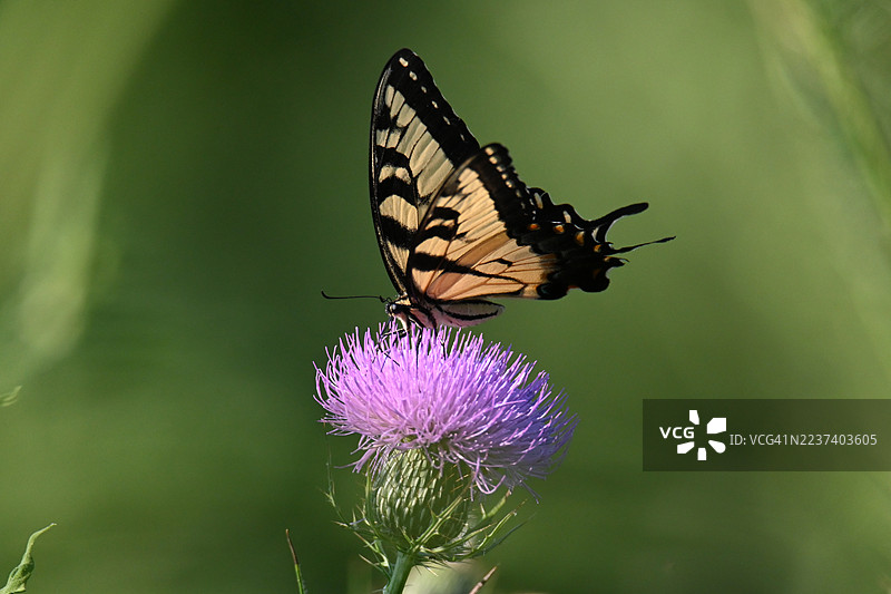 阳光明媚的田野里，一只色彩鲜艳的东部虎凤蝶在紫色蓟花上授粉的特写镜头图片素材