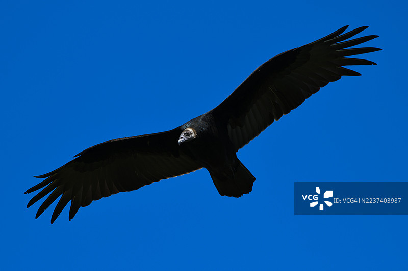 黑兀鹫在晴朗的蓝天下展翅翱翔图片素材