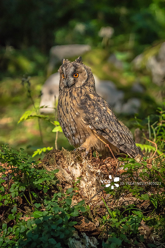 雄伟的长耳猫头鹰栖息在长满青苔的树桩上，周围环绕着阳光斑驳的森林中的葱郁绿叶。图片素材
