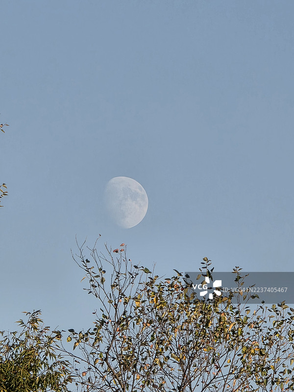 从低角度仰望月亮，背景是晴朗的蓝天，前景是树枝，地点是美国马萨诸塞州米德尔塞克斯县。图片素材