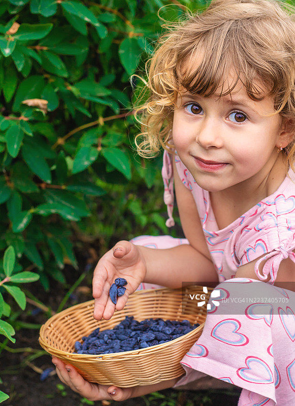 一个小女孩微笑着，手里提着一篮子刚从花园里采摘的金银花浆果。图片素材