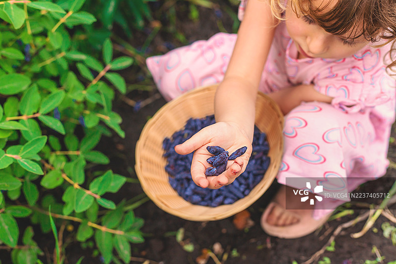 花园里，儿童提篮俯视视角，手中拿着刚采摘的忍冬浆果，周围是绿叶。图片素材