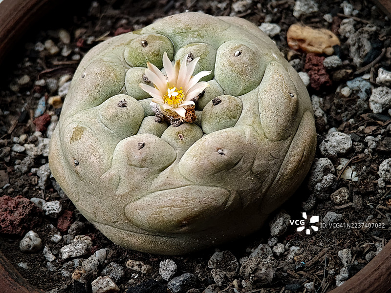 盆栽的乌羽玉仙人掌高角度特写，绽放着娇嫩的浅粉色花朵，周围是岩石土壤。图片素材