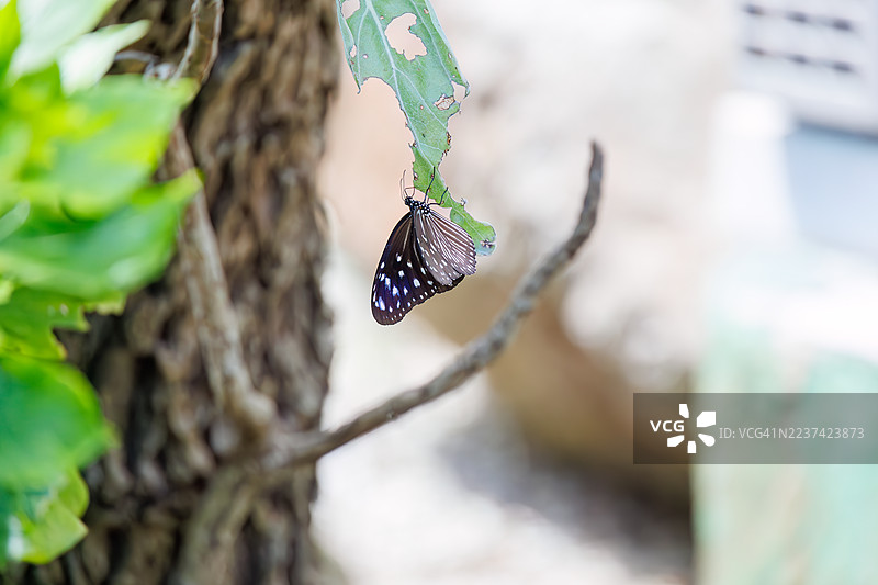 条纹蓝乌鸦，Euploea mulciber。蝴蝶。热带天堂般的偏远岛屿。座间味港，座间味岛，慶良間群岛，岛尻郡，冲绳 - 2025年6月30日图片素材