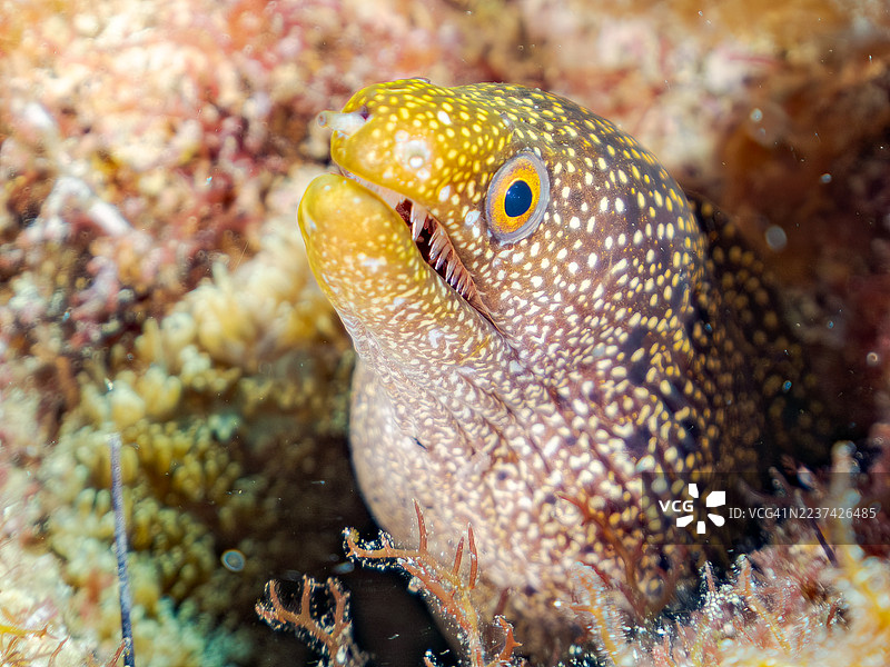 阿博特鳗鱼，Gymnothorax meleagris，以及其他鱼类。鱼群。日本静冈县南伊豆，中木港，平藏海滩。- 2025年7月21日。图片素材