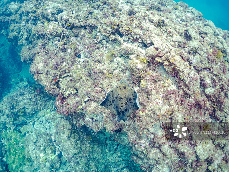 鹰鳐，Myliobatis tobijei，以及其他鱼类群。平藏海滩，中木港，南伊豆，伊豆半岛，静冈县，日本。- 2025年7月21日。图片素材