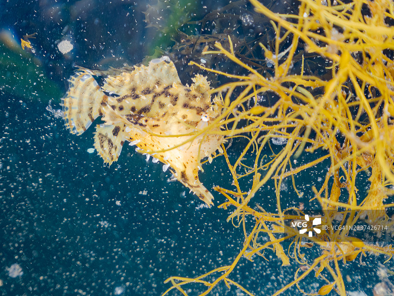 海藻鱼,Histrio histrio,幼鱼,鱼群。半水面摄影。日本静冈县南伊豆,中木港,平藏海滩。- 2025年7月21日。图片素材