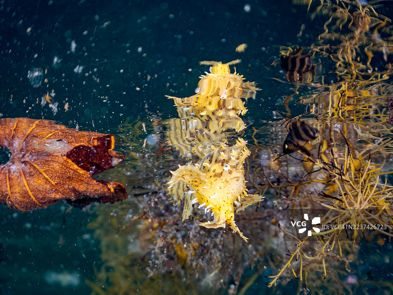 海藻鱼,Histrio histrio,幼鱼。鱼群。半水面摄影。日本静冈县南伊豆中木港的平子海滩。- 2025年7月21日。图片素材