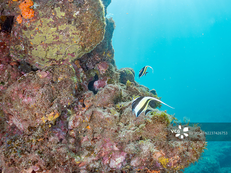 摩尔鱼，角鳍鱼，橙色杯状珊瑚等。鱼群。平藏海滩，中木港，南伊豆，伊豆半岛，静冈县，日本。- 2025年7月21日。图片素材