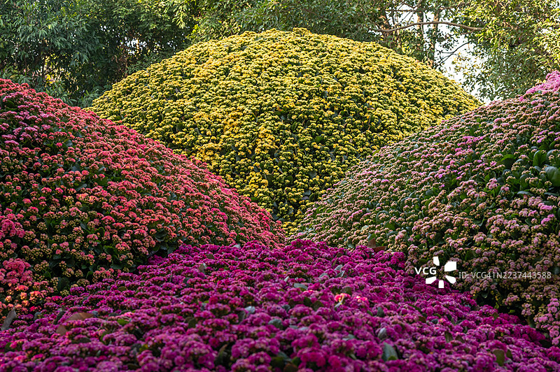 泰国清莱市中心花园中装饰着各种颜色的伽蓝菜花。伽蓝菜是一种多肉植物，常因其小巧而色彩斑斓的花朵而受到喜爱。图片素材