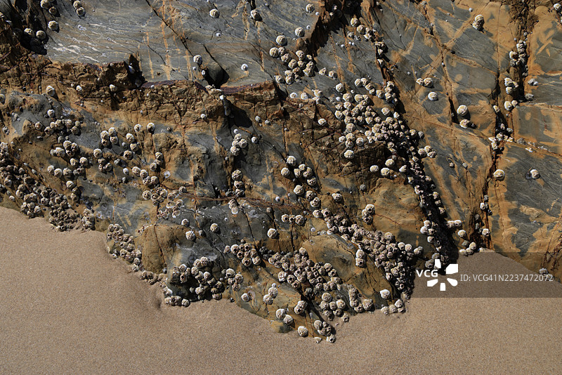 澳大利亚昆士兰州库兰加塔彩虹湾海滩潮间带断裂岩石上的玫瑰藤壶（Tesseropora rosea）图片素材