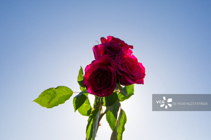 三朵美丽的英国玫瑰图片素材