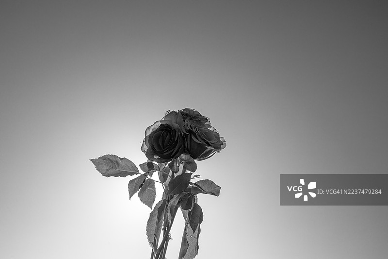 一束玫瑰，黑白怀旧图片素材